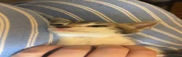 Domestic Shorthair cats for sale: 5 kittens available now - Advert 10