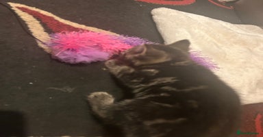 Mixed Breed cats - Advert 8