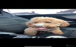 Mixed Breed dogs for sale: 3 male Jackapoo Pups - Image 17