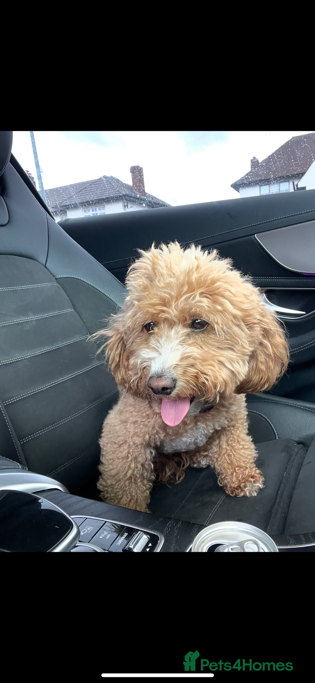 Mixed Breed dogs for sale: 3 male Jackapoo Pups - Image 17