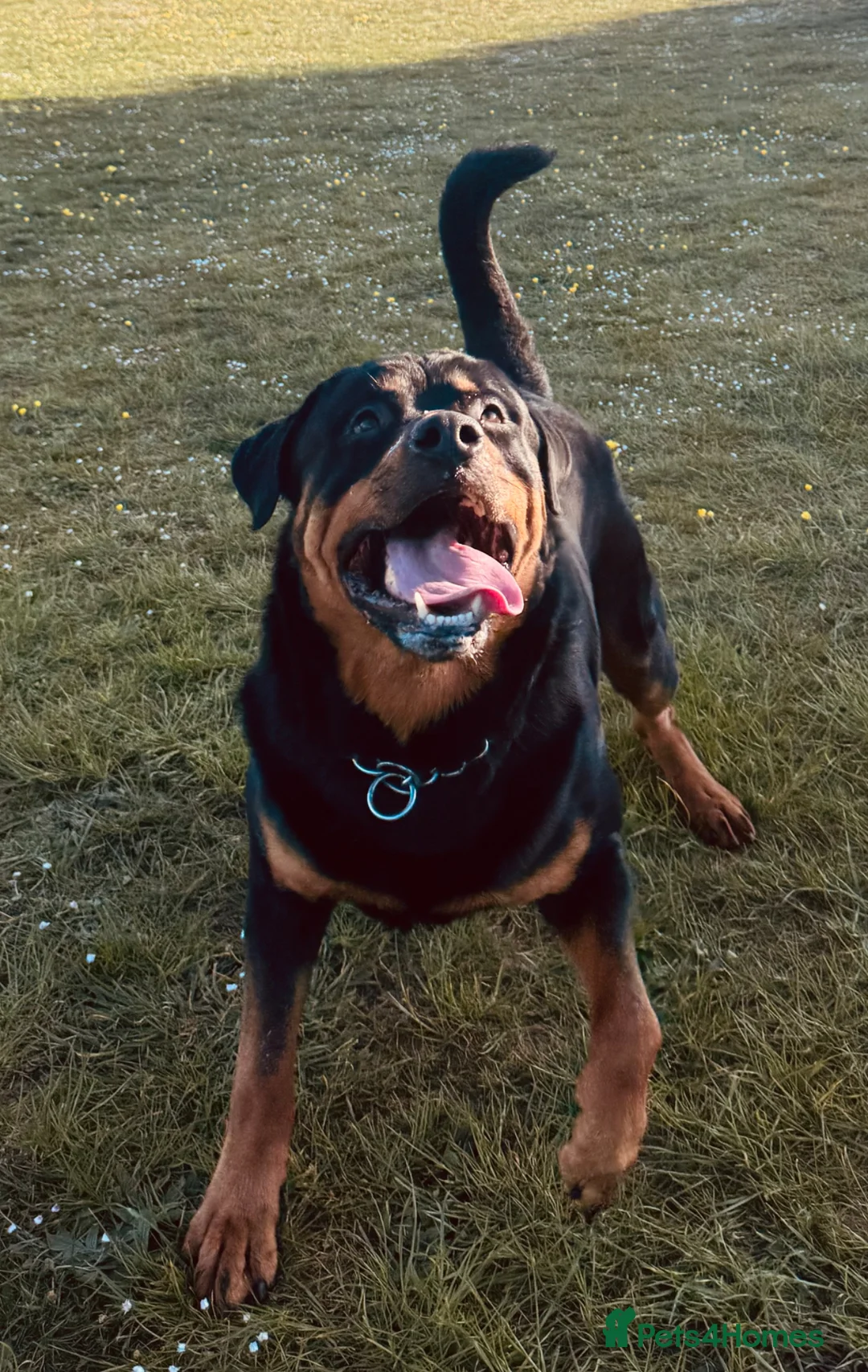 Rottweiler dogs for sale: Rottweiler- For Rehoming (3yrs)  - Advert 2