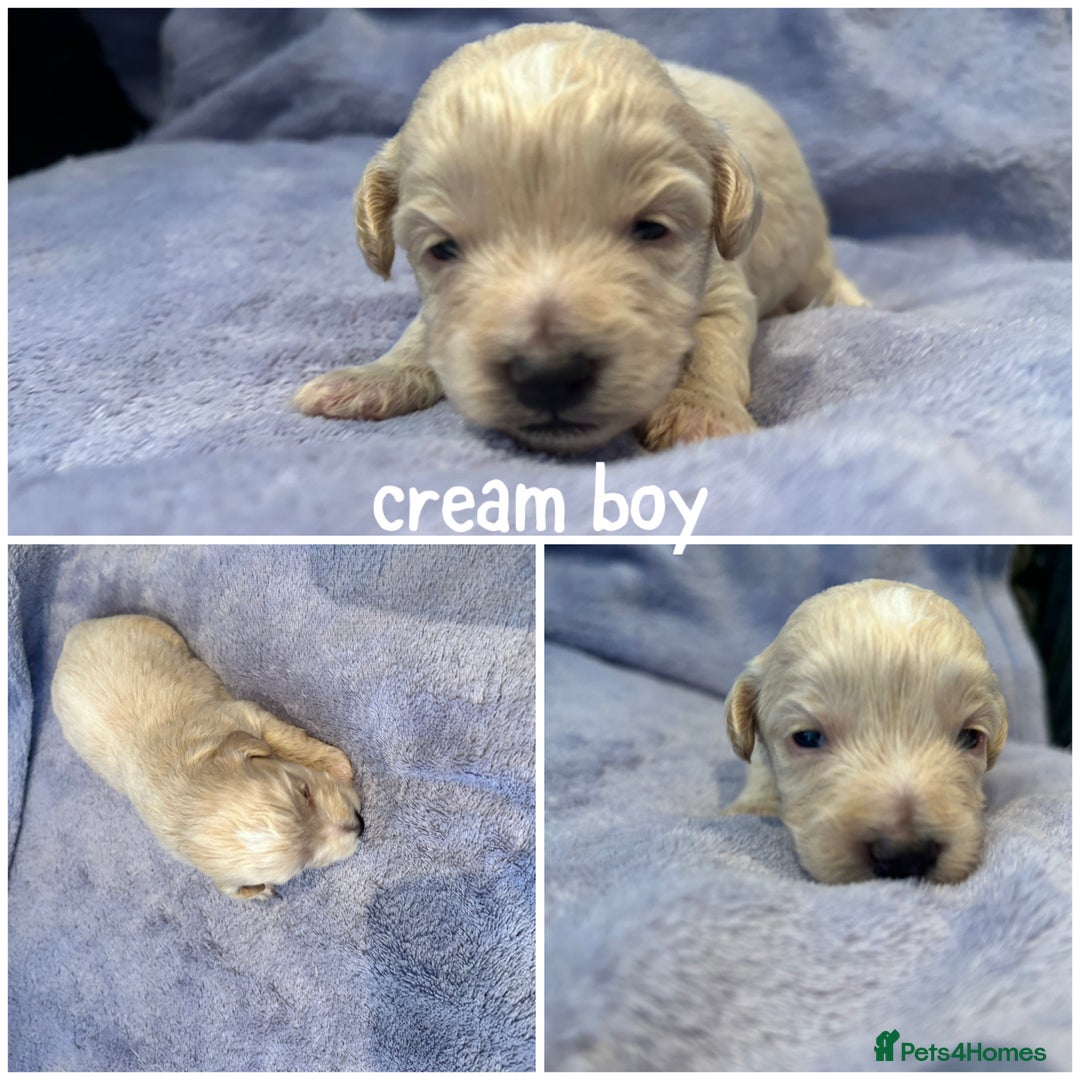 Mixed Breed dogs for sale: READY HALLOWEEN Stunning ShihpooXSproodle puppies - Image 2
