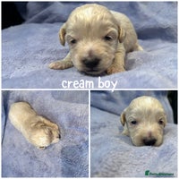 Mixed Breed dogs - Advert 2