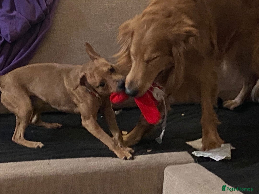 Mixed Breed dogs for sale: Alfie - Advert 9