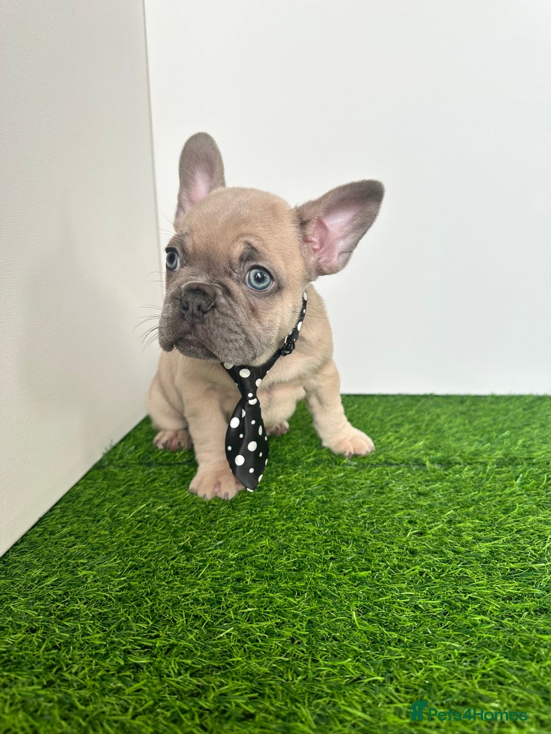 French Bulldog dogs for sale: 5 French bulldog puppy’s  - Image 14