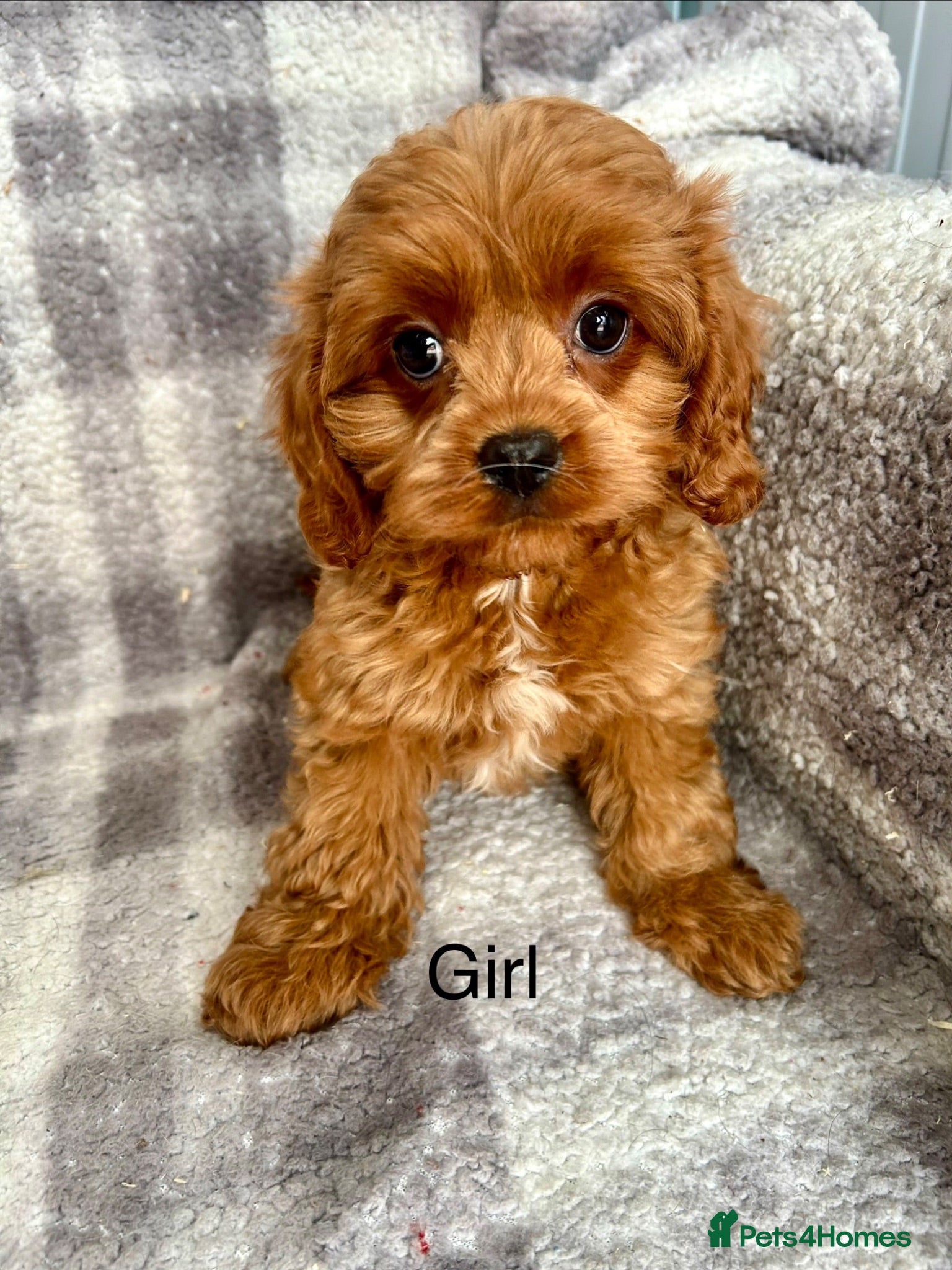 Cavapoo dogs Stunning Cavapoo puppies ready now  - Advert 1