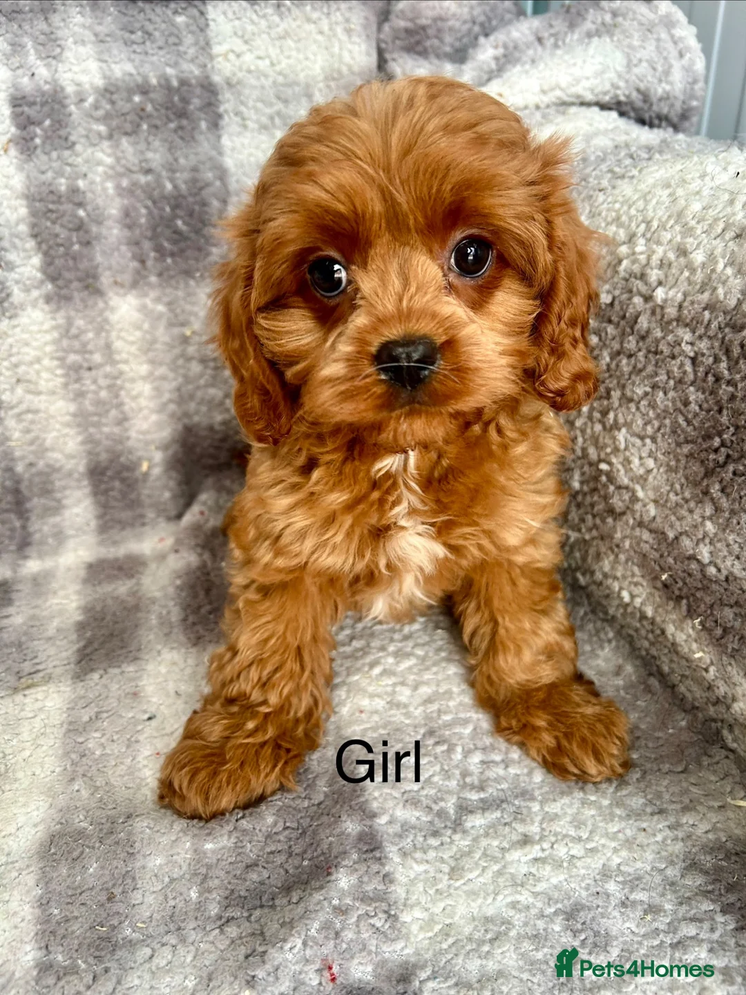 Cavapoo dogs for sale: Stunning Cavapoo puppies ready now  - Advert 1