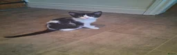 British Shorthair cats for sale: Two Tuxedo Males & 2 tabby females  - Advert 12