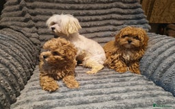 Maltipoo dogs for sale: Toy Maltipoo Ready to go - Image 16