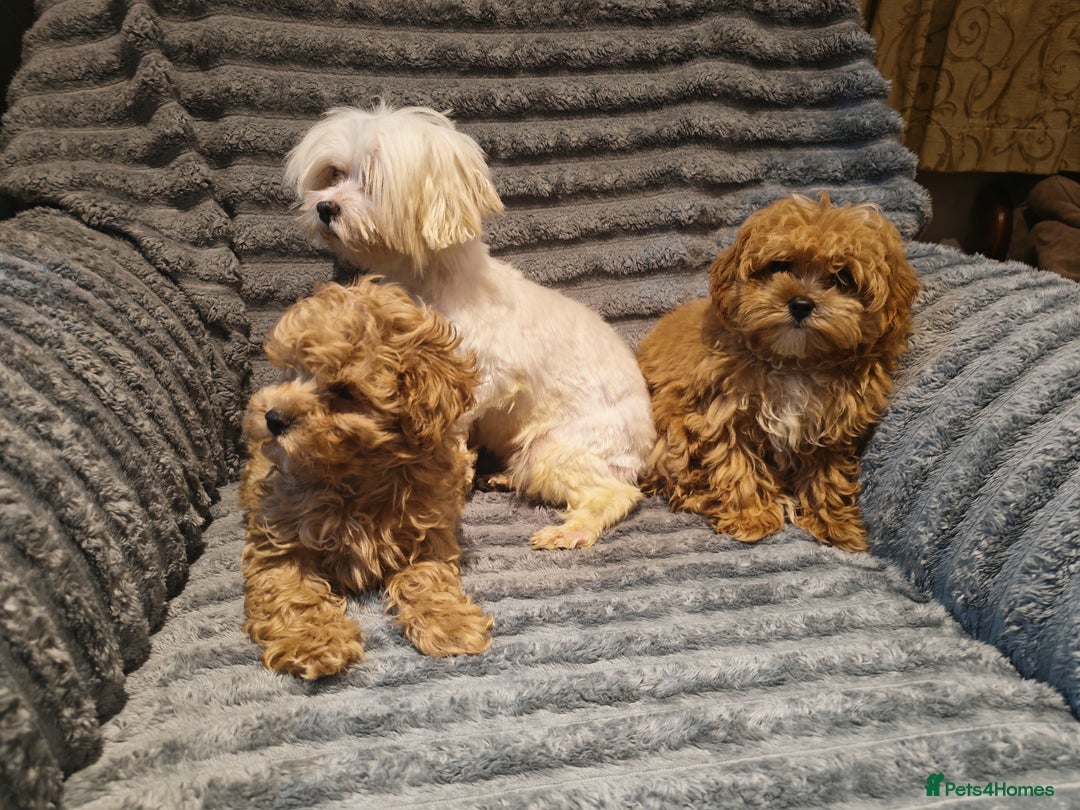 Maltipoo dogs for sale: Toy Maltipoo Ready to go - Image 16