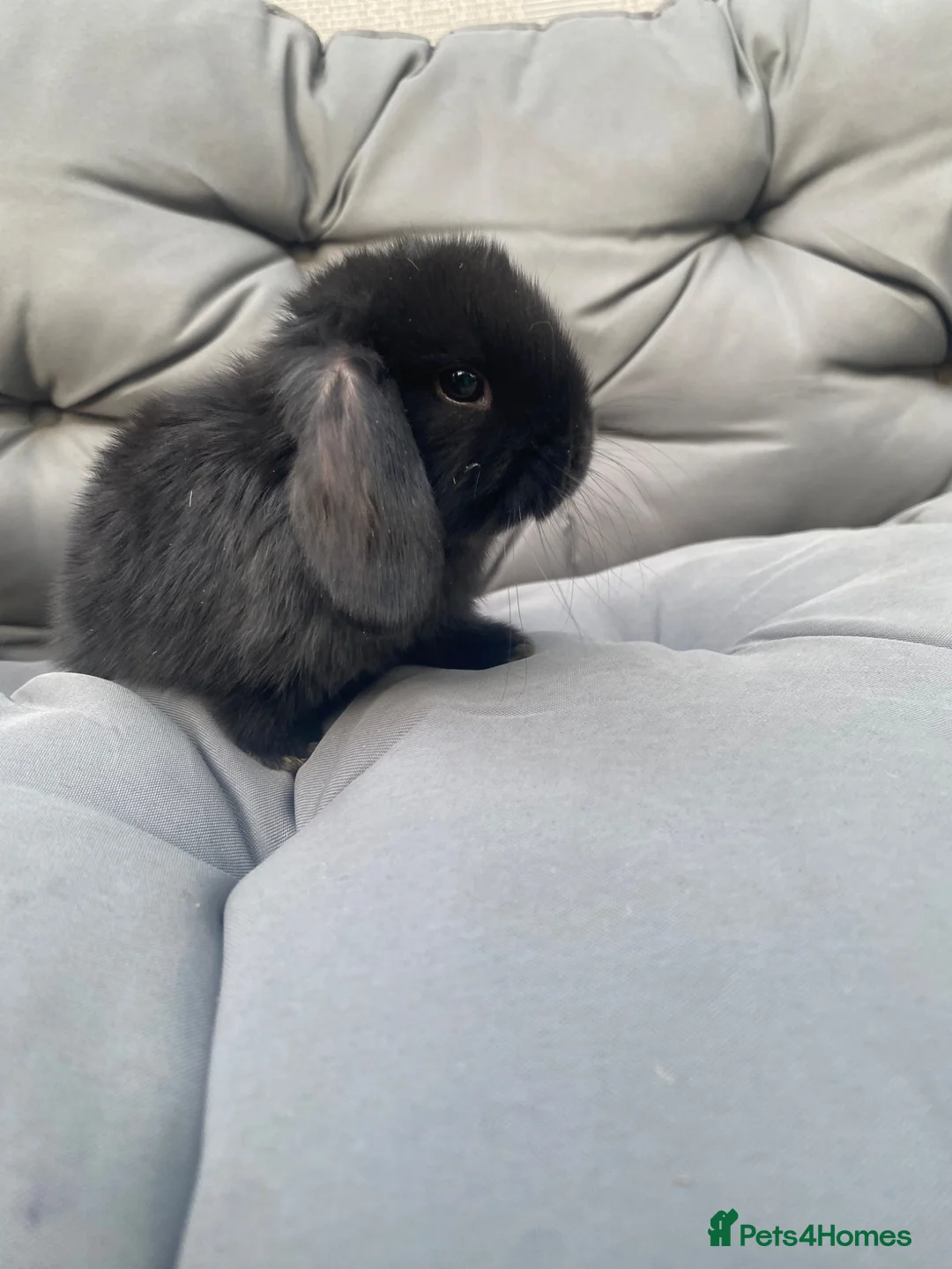 Mini Lop rabbits for sale: MINI LOP BUNNIES  - Advert 1