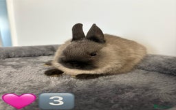 Netherland Dwarf rabbits for sale: * READY NOW x 3 x NETHERLAND DWARF BUNNIES 🐰 🏡 * - Image 7