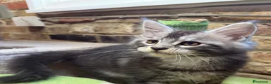 Maine Coon 2