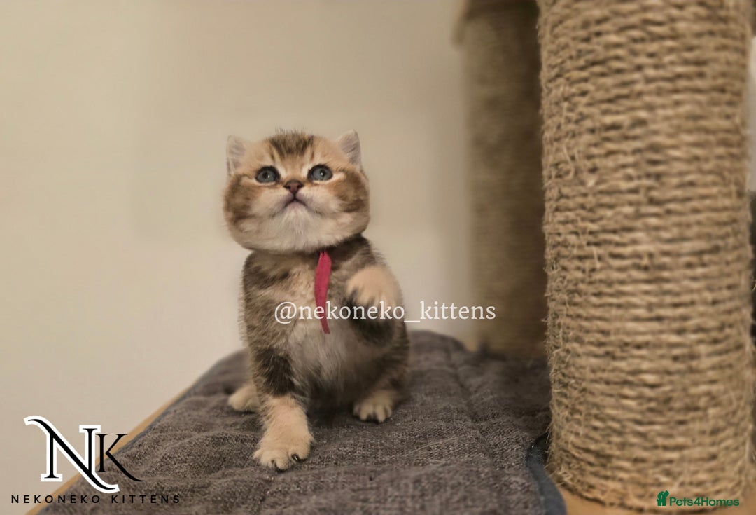 British Shorthair cats for sale: GCCF REGISTERED BSH TEDDY'S 🐻 🧸  - Advert 9