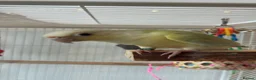 Conures birds for sale: Young hand reared super take green cheek conure  in London - Advert 3