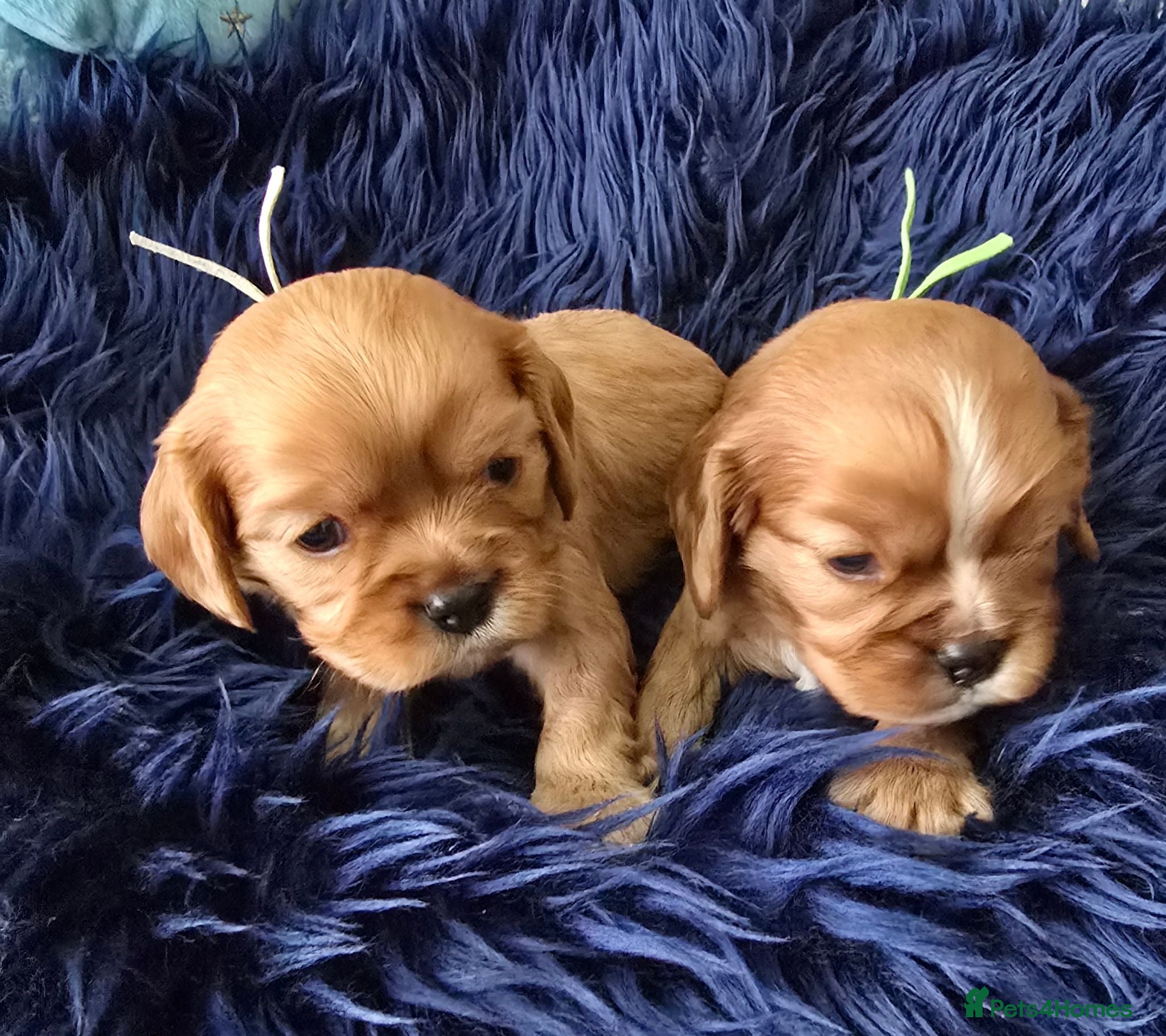 Cavalier King Charles Spaniel dogs Beautiful  Cavalier  puppies  - Advert 2