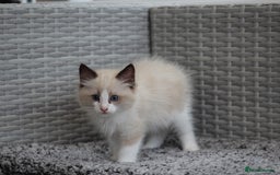 Ragdoll cats for sale: 🐈✨ Tica Registered Ragdoll Kittens in Tamworth - Image 7