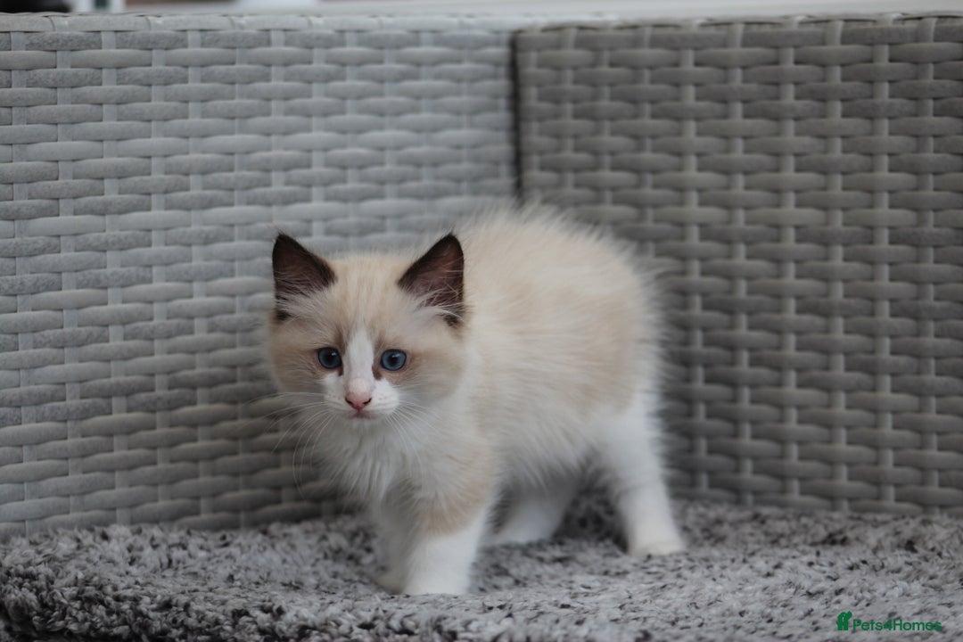 Ragdoll cats for sale: 🐈✨ Tica Registered Ragdoll Kittens in Tamworth - Image 7