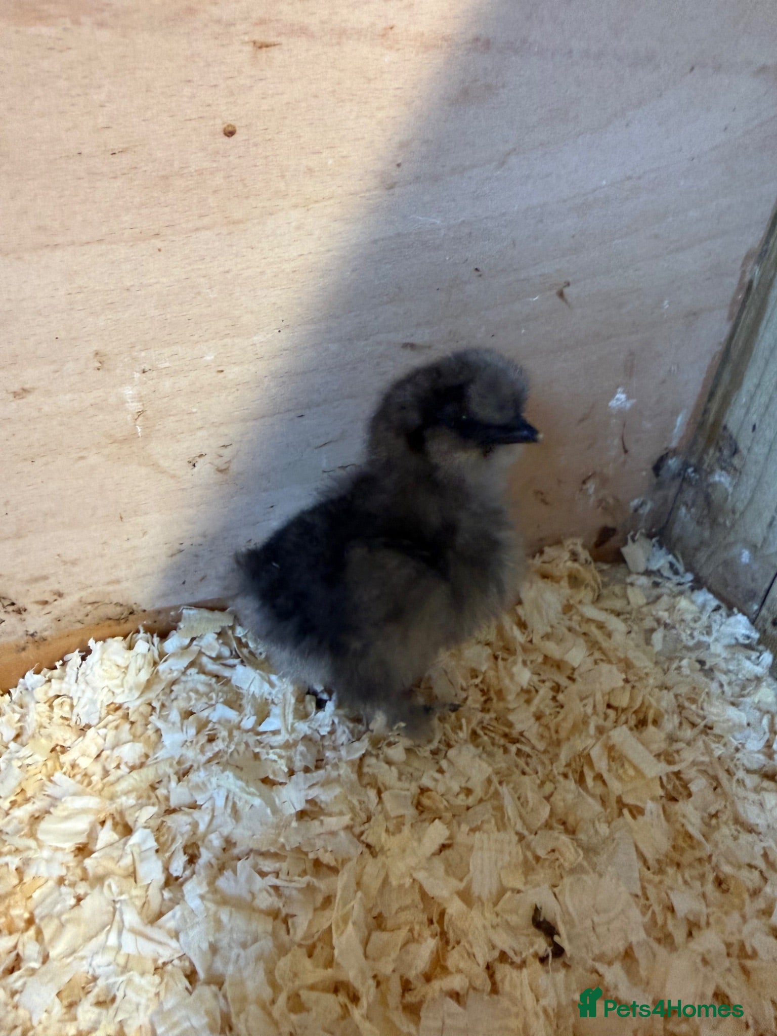 Chickens poultry for sale: 2 silkie chicks USA available - Advert 2
