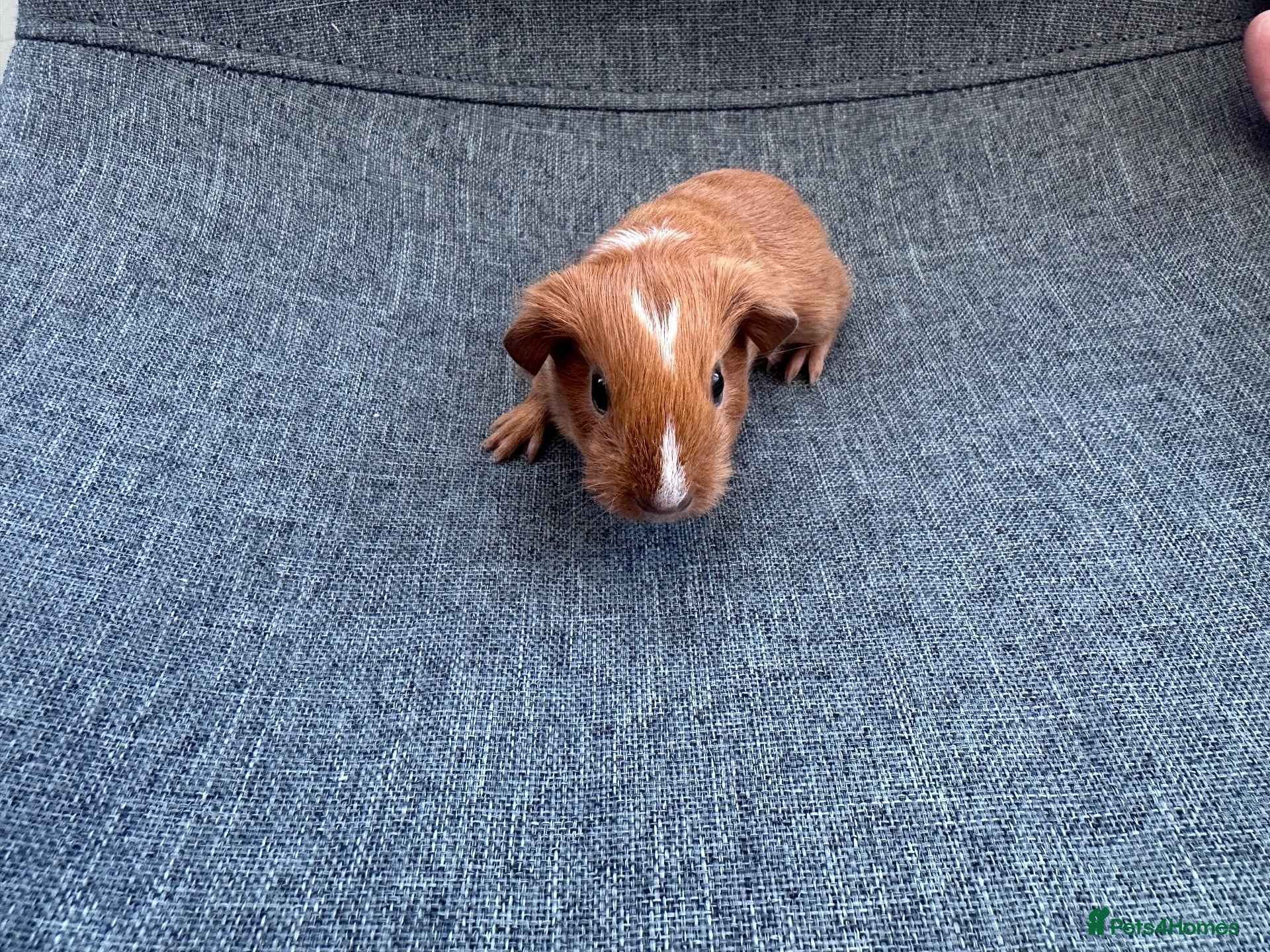 Guinea Pig rodents Guinea pigs available  - Advert 2