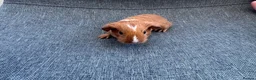 Guinea Pig rodents for sale: Guinea pigs available  - Advert 1