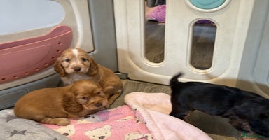 Cocker Spaniel dogs - Advert 5