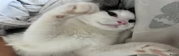 Mixed Breed cats for sale: Bruce  in Havant - Advert 2