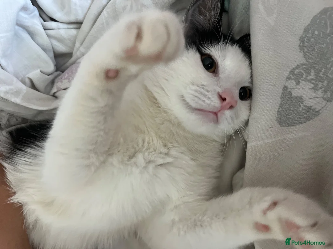 Mixed Breed cats for sale: Bruce  in Havant - Advert 2