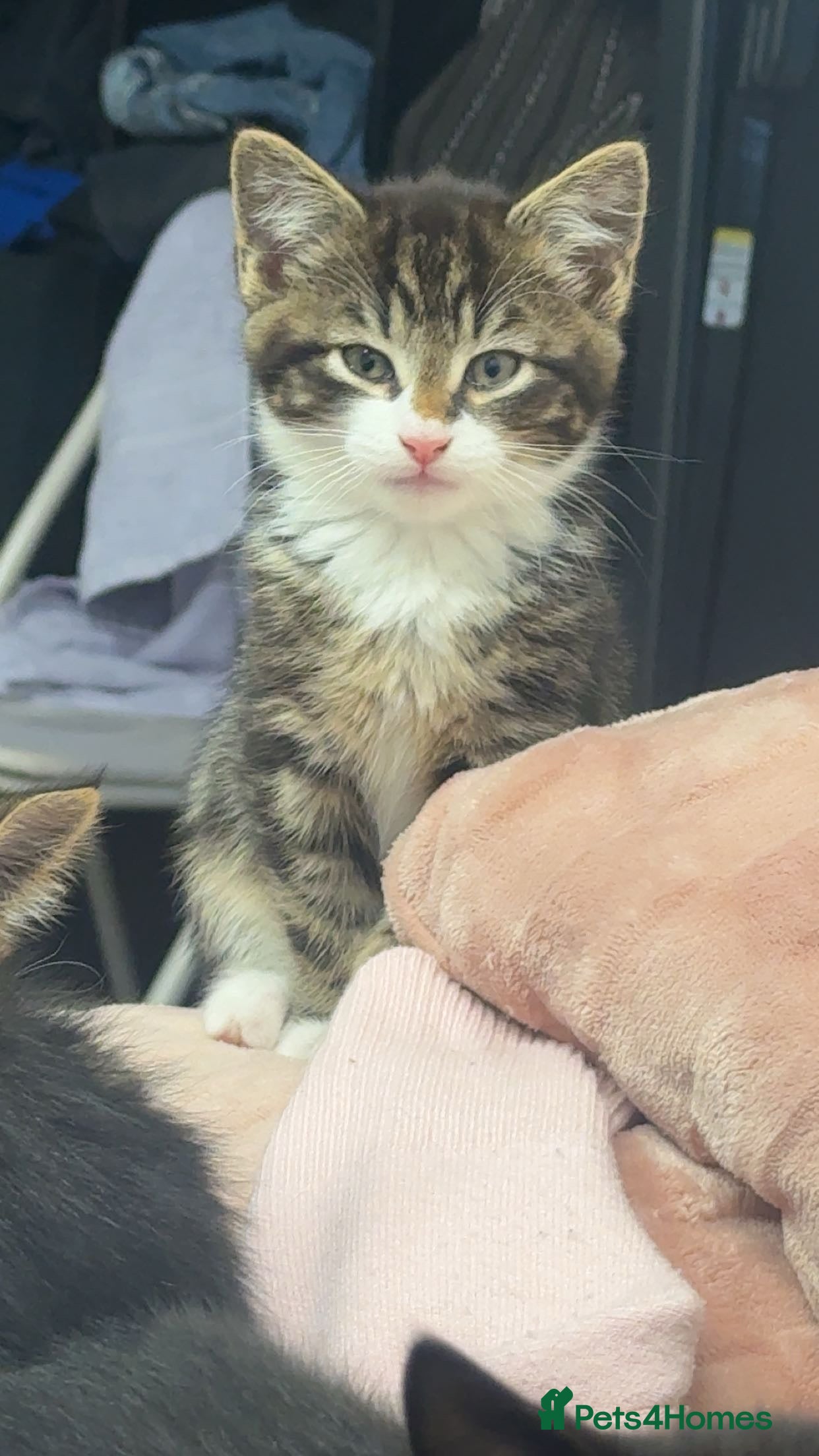Domestic Shorthair Kitten 2