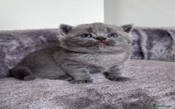 British Shorthair cats for sale: New litter! Champion lines BSH kittens - Image 8