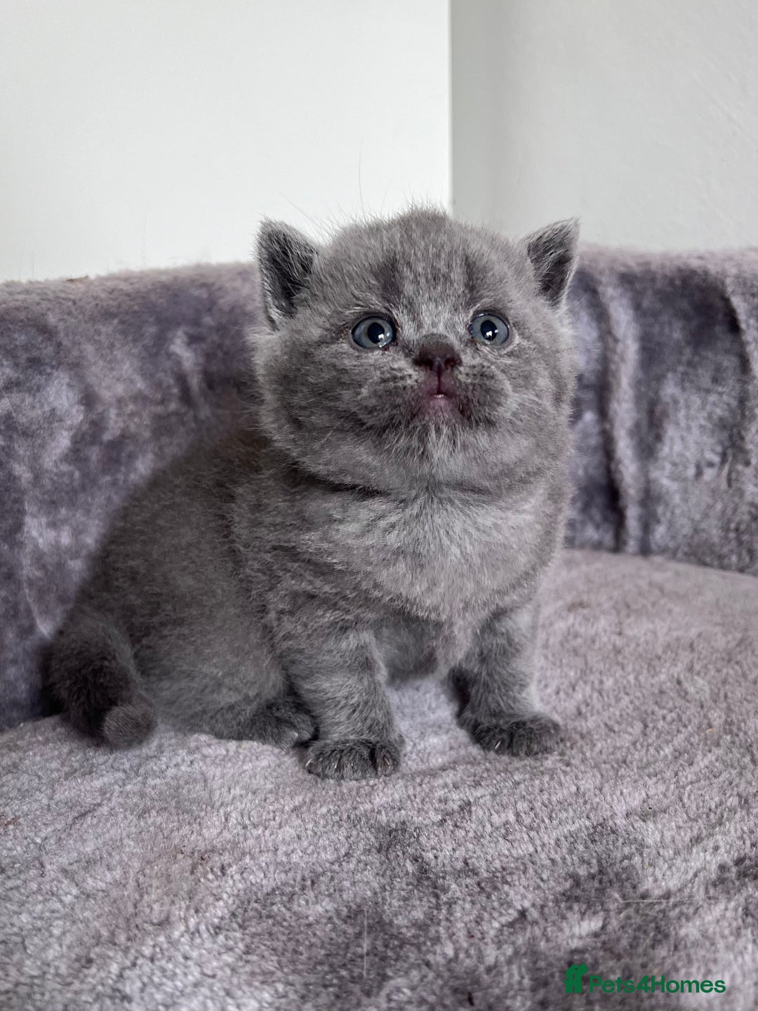 British Shorthair cats for sale: New litter! Champion lines BSH kittens - Image 8