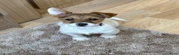 Jack Russell dogs for sale: Jack Russell Puppies… - Advert 29