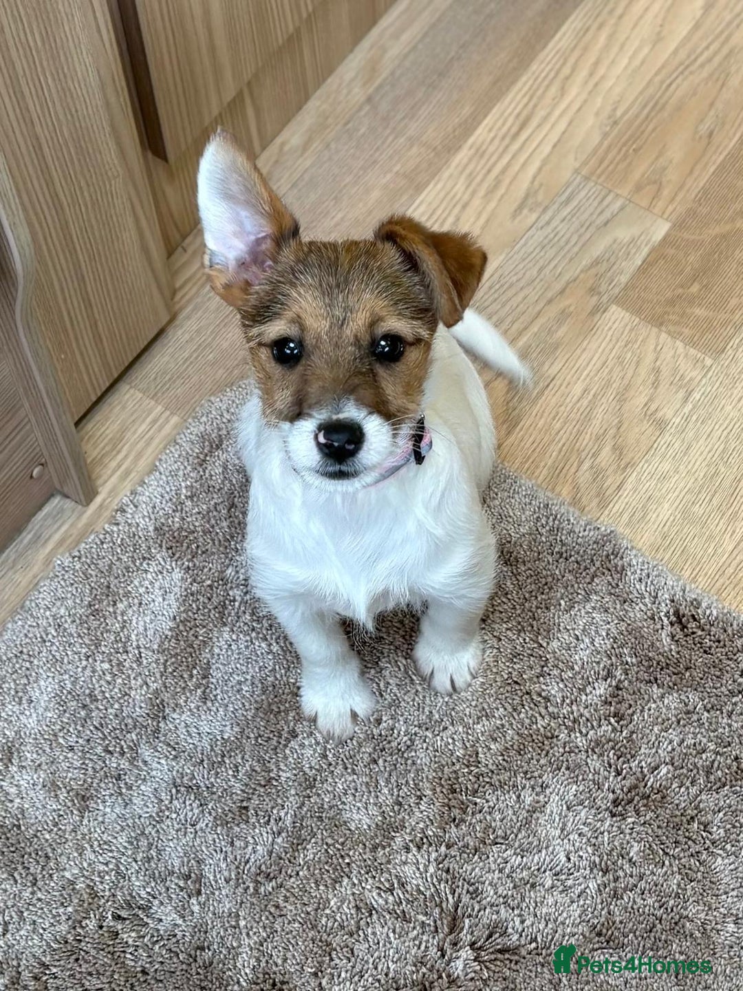 Jack Russell dogs for sale: Jack Russell Puppies… - Advert 29