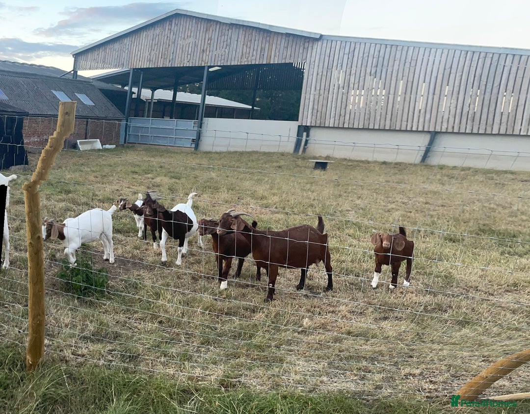 Goats livestock for sale: Boer Kids - This year   - Image 5