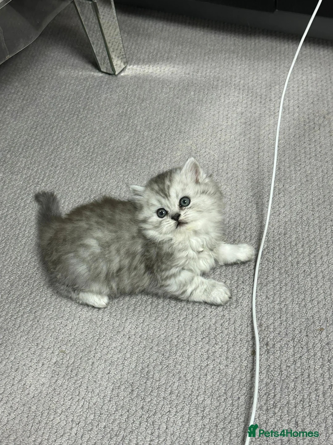 Persian cats for sale: Purebred Persian kittens  - Advert 16