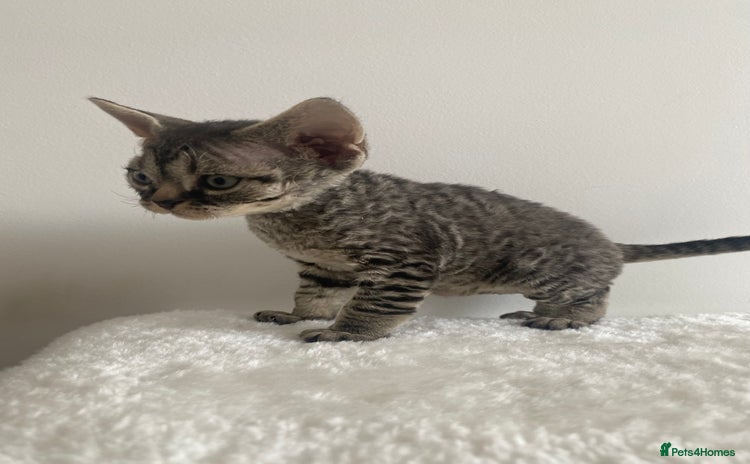 Devon Rex cats - Advert 5