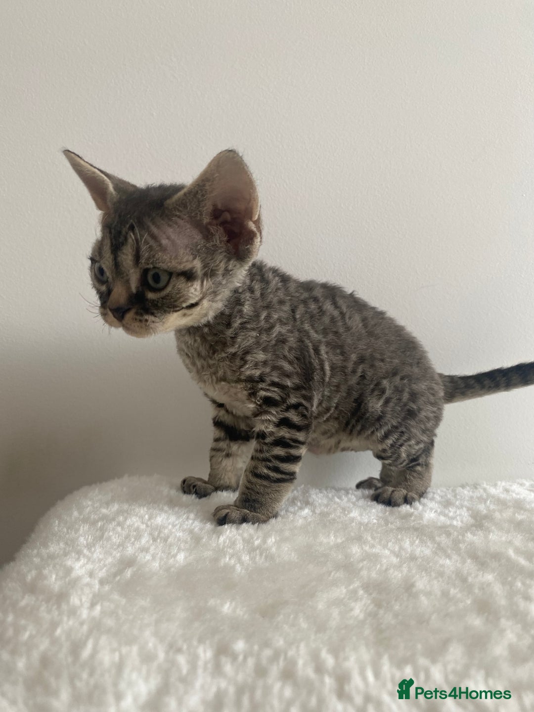 Devon Rex cats for sale: Devon Rex - Image 8