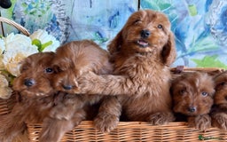 Cockapoo dogs for sale: Cockapoo F1 show type pups, PRIZEWINNING LINES - Image 1
