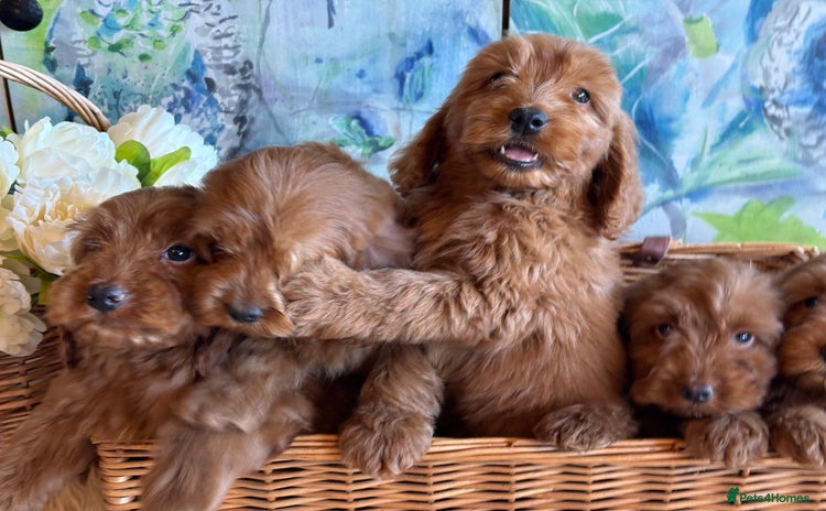 Cockapoo dogs - Advert 3