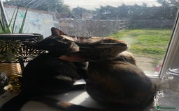 British Shorthair cats for sale: 2 Beautiful female Kittens - Image 4