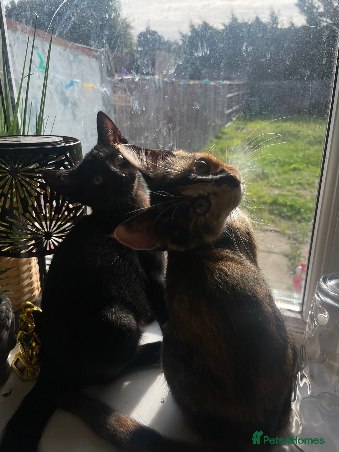 British Shorthair cats for sale: 2 Beautiful female Kittens - Image 4