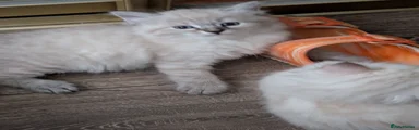 Siberian 2