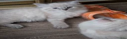 Siberian cats for sale: Siberian kitten  - Advert 9