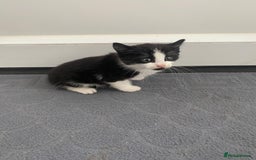 Mixed Breed cats for sale: Beautiful kittens ready now  - Image 3