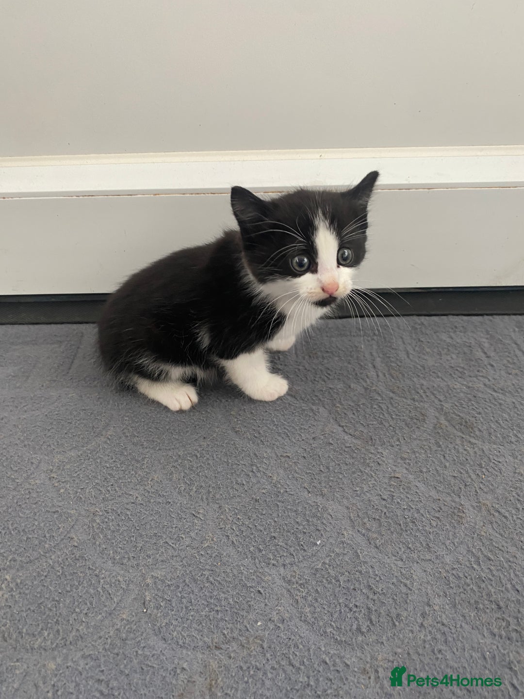 Mixed Breed cats for sale: Beautiful kittens ready now  - Image 3