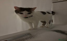 British Shorthair cats for sale: 1 year old white cat for sale - Image 4