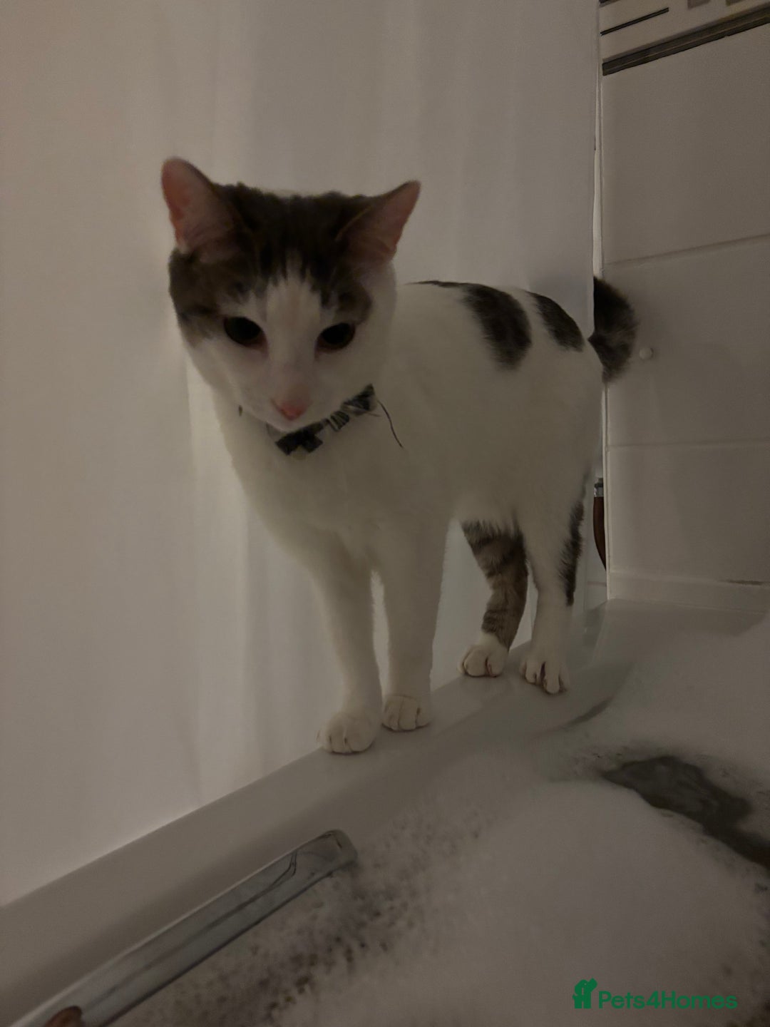 British Shorthair cats for sale: 1 year old white cat for sale - Image 4