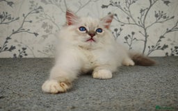 Ragdoll cats for sale: Regional Winner READY TO Go LAST BOY AND GIRL - Image 14