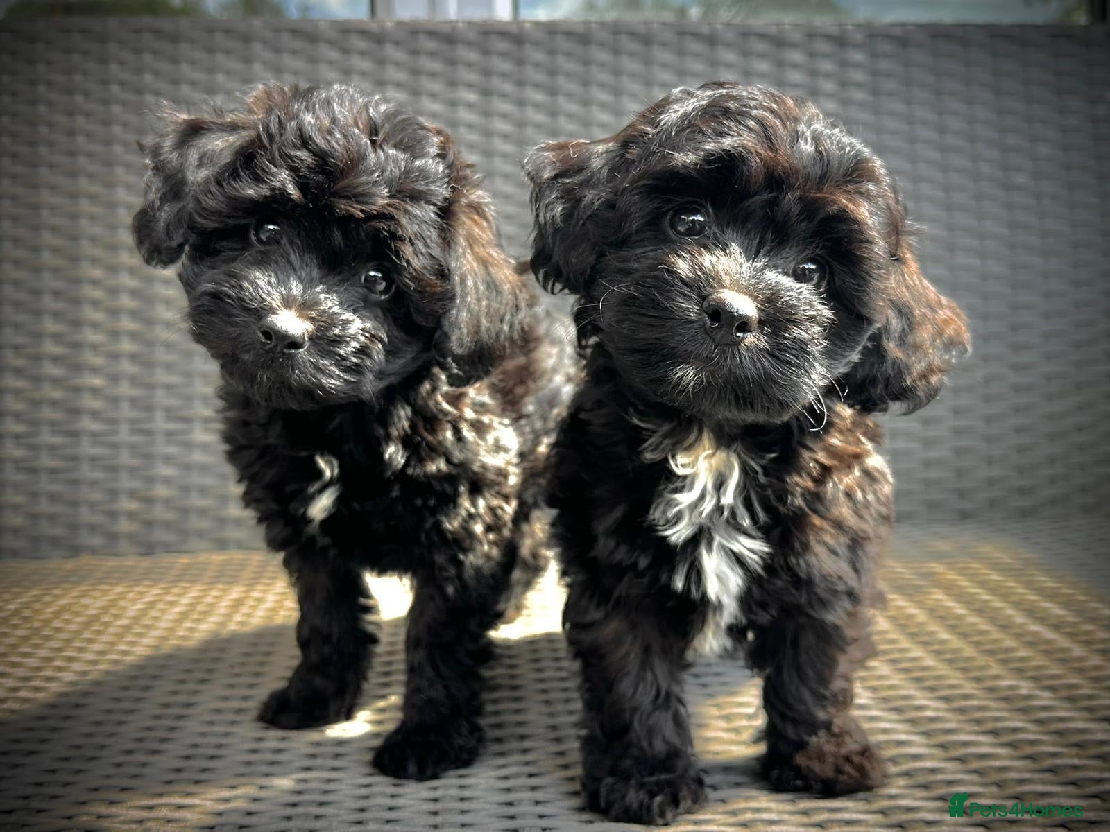 Chipoo dogs Chipoo Puppies - 2 girls left! ready to go now! - Advert 1