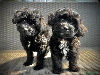 Chipoo dogs Chipoo Puppies - 2 girls left! ready to go now! - Advert 2